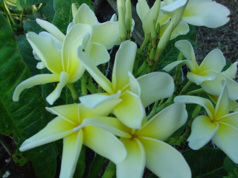Henry Apple’s Dupree plumeria photo