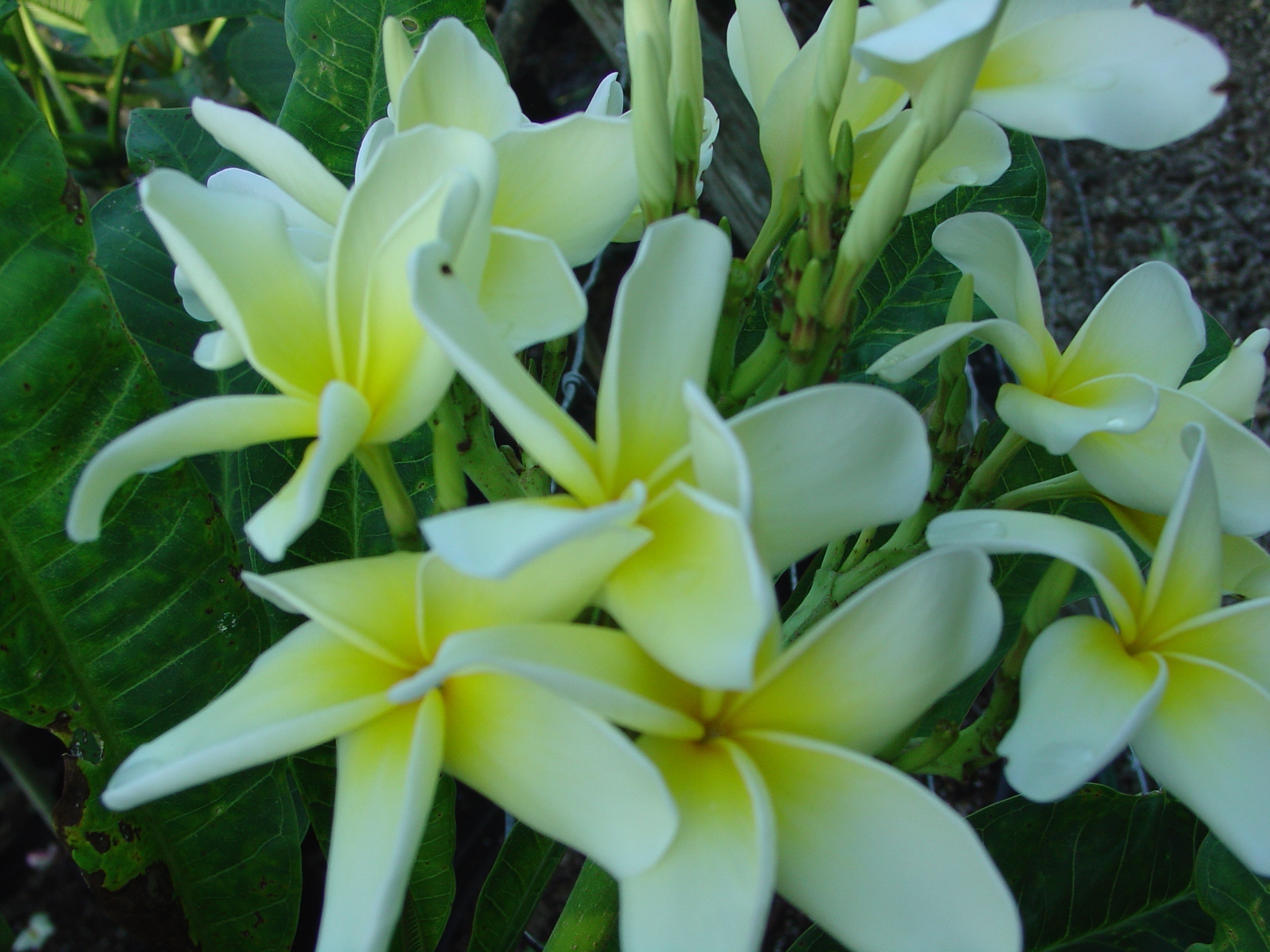 Henry Apple’s Dupree plumeria photo