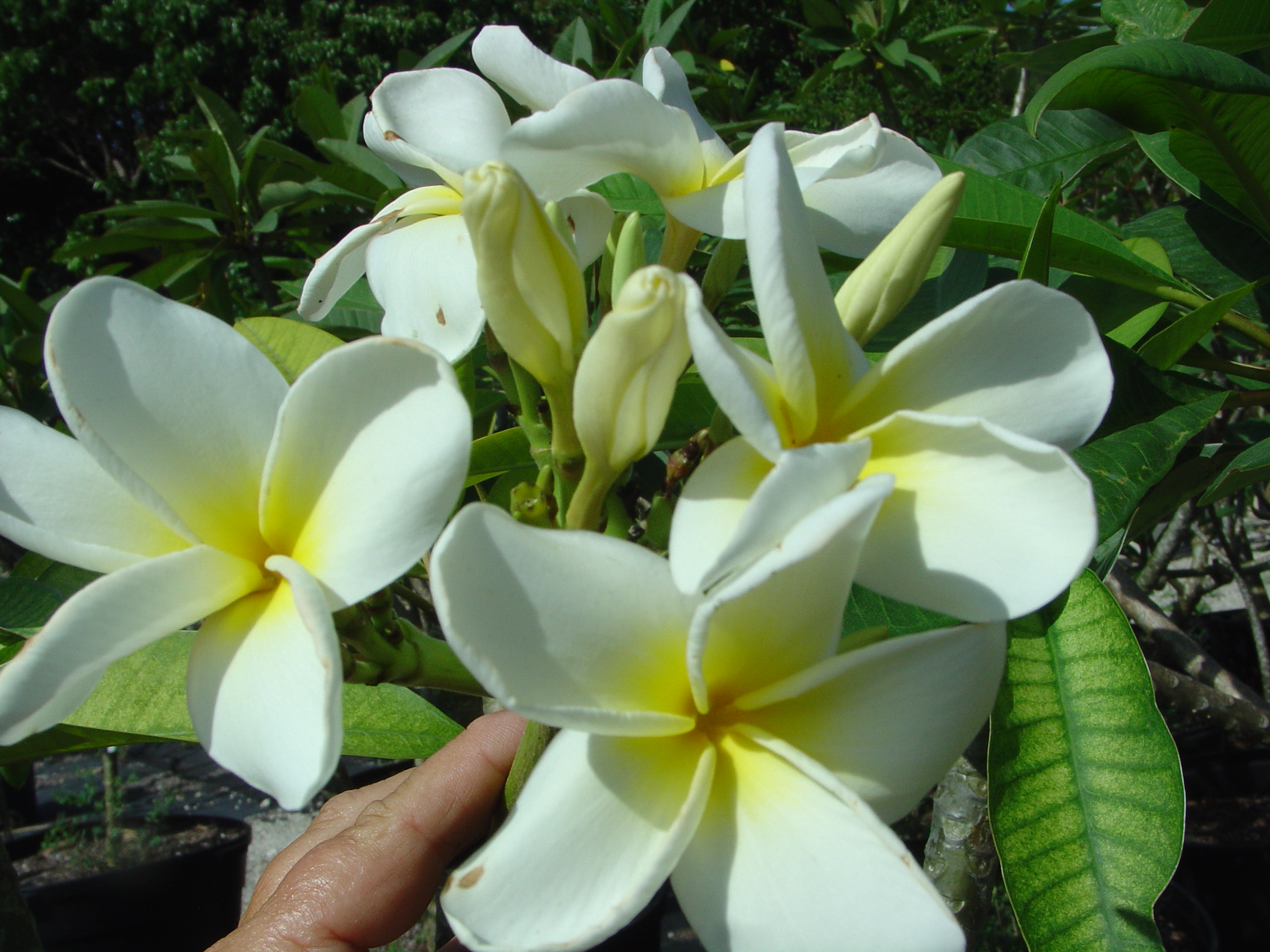 Henry Apple’s Dupree plumeria photo