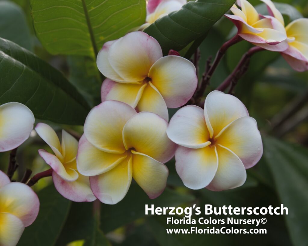 Herzog’s Butterscotch plumeria photo