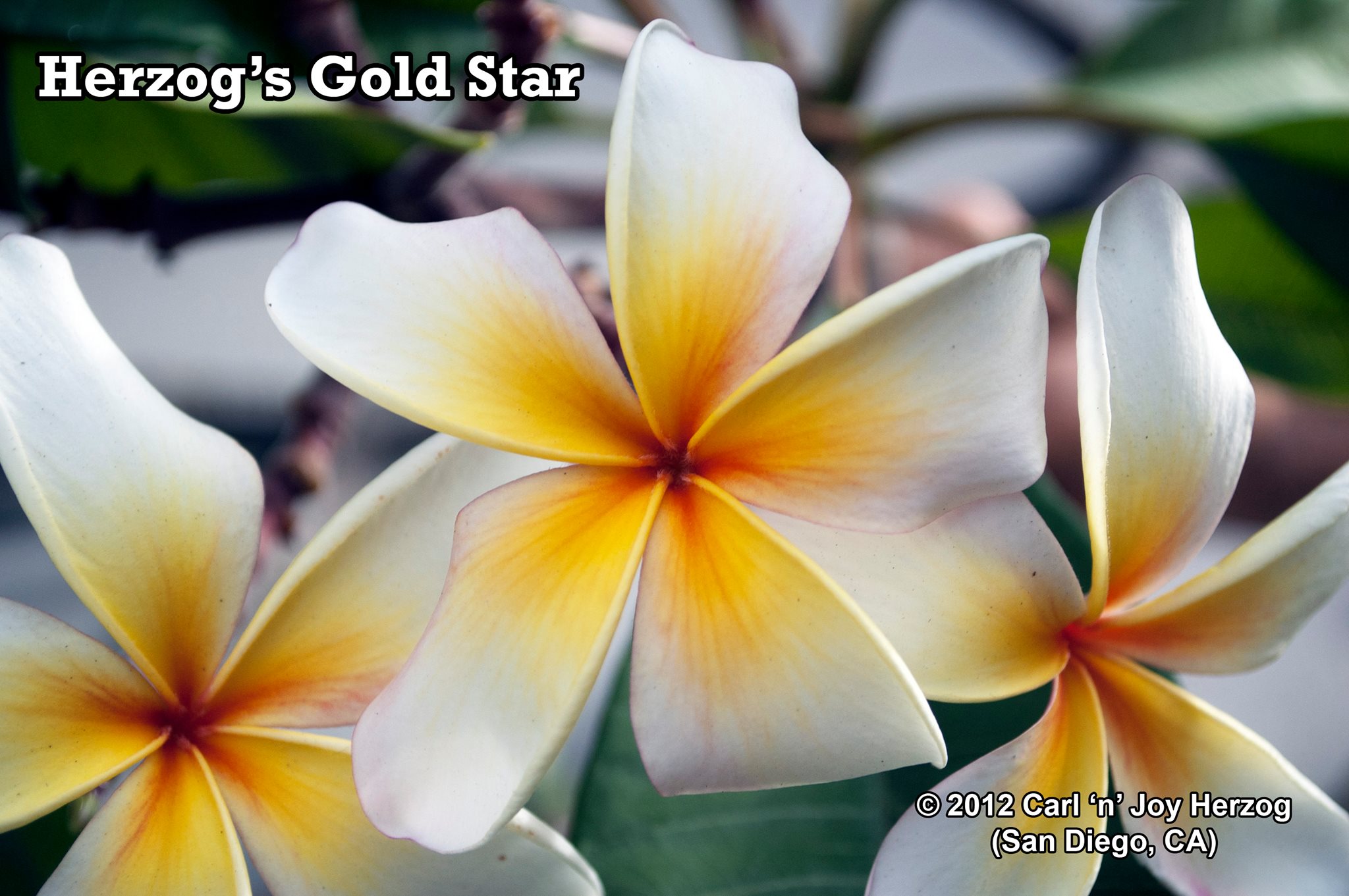 Gold Star plumeria photo