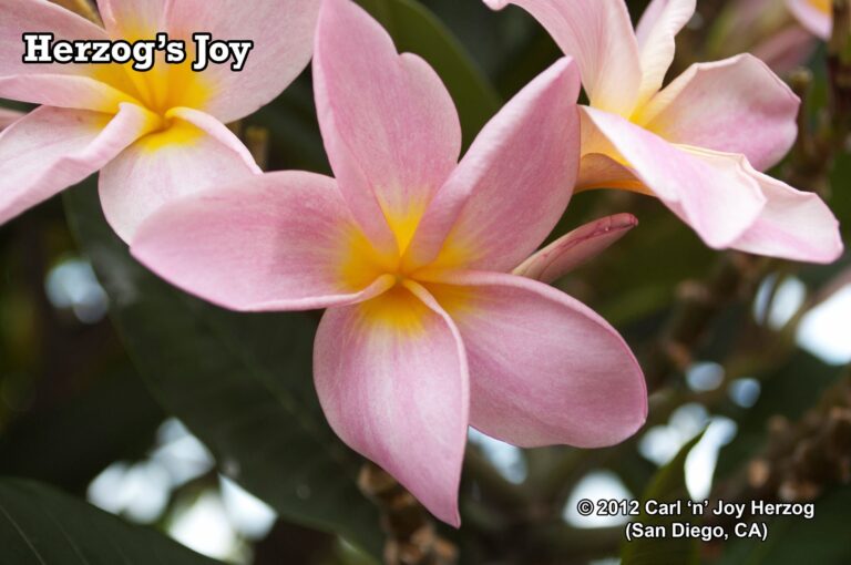 Herzog’s Joy plumeria photo