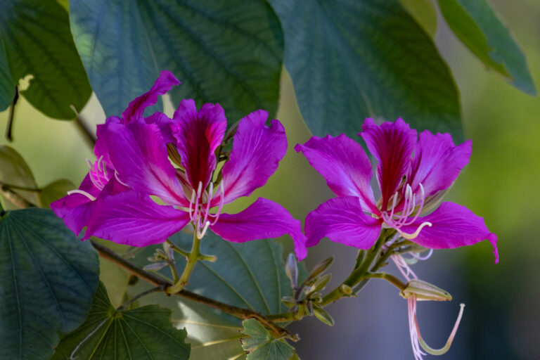 Hong Kong plumeria flower