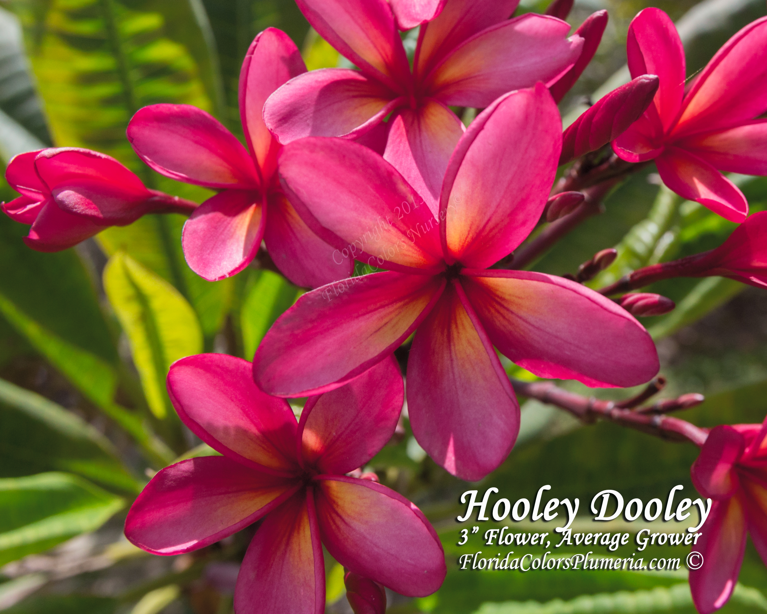 Hooley Dooley plumeria photo