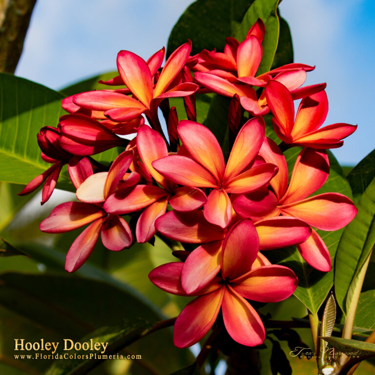 Hooley Dooley plumeria photo