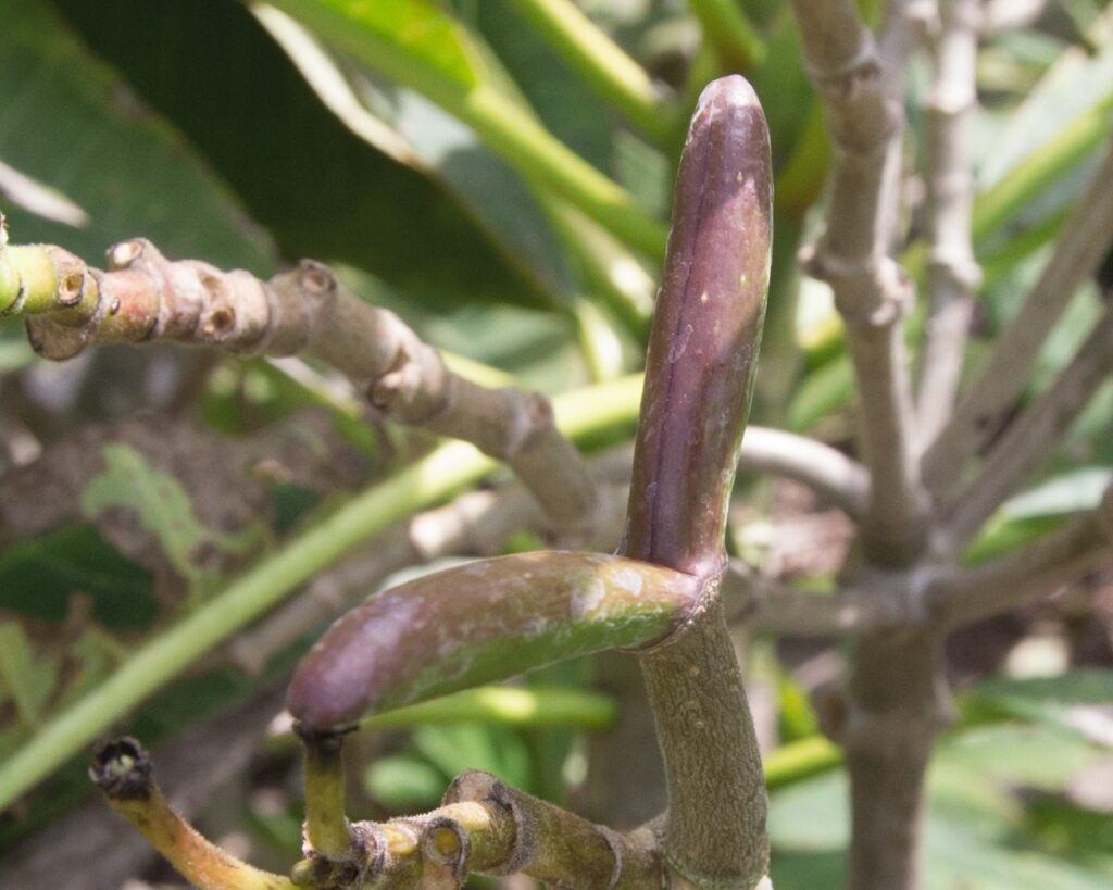 Hope plumeria photo