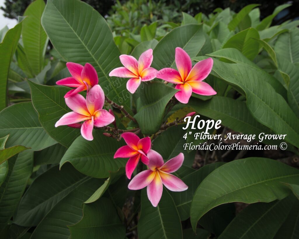 Hope plumeria photo