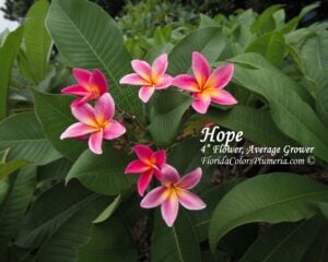 Hope plumeria inflorescence photographed by Tex Norwood