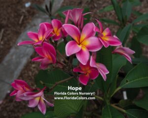 Hope plumeria inflorescence photographed by Tex Norwood