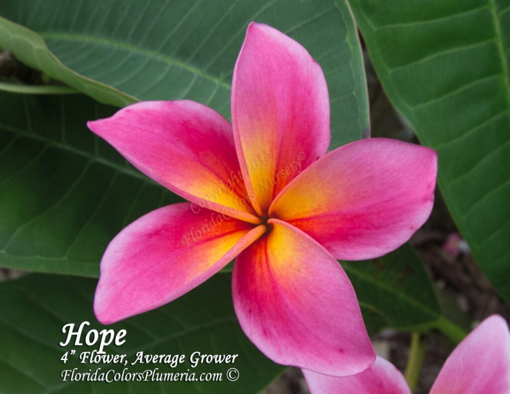 Hope plumeria photo