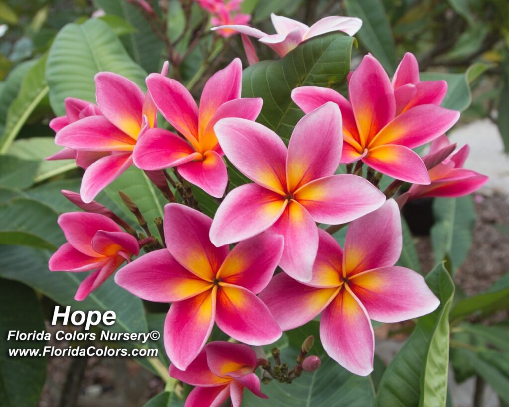 Hope plumeria photo
