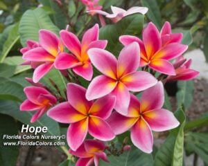 Hope plumeria inflorescence photographed by Tex Norwood