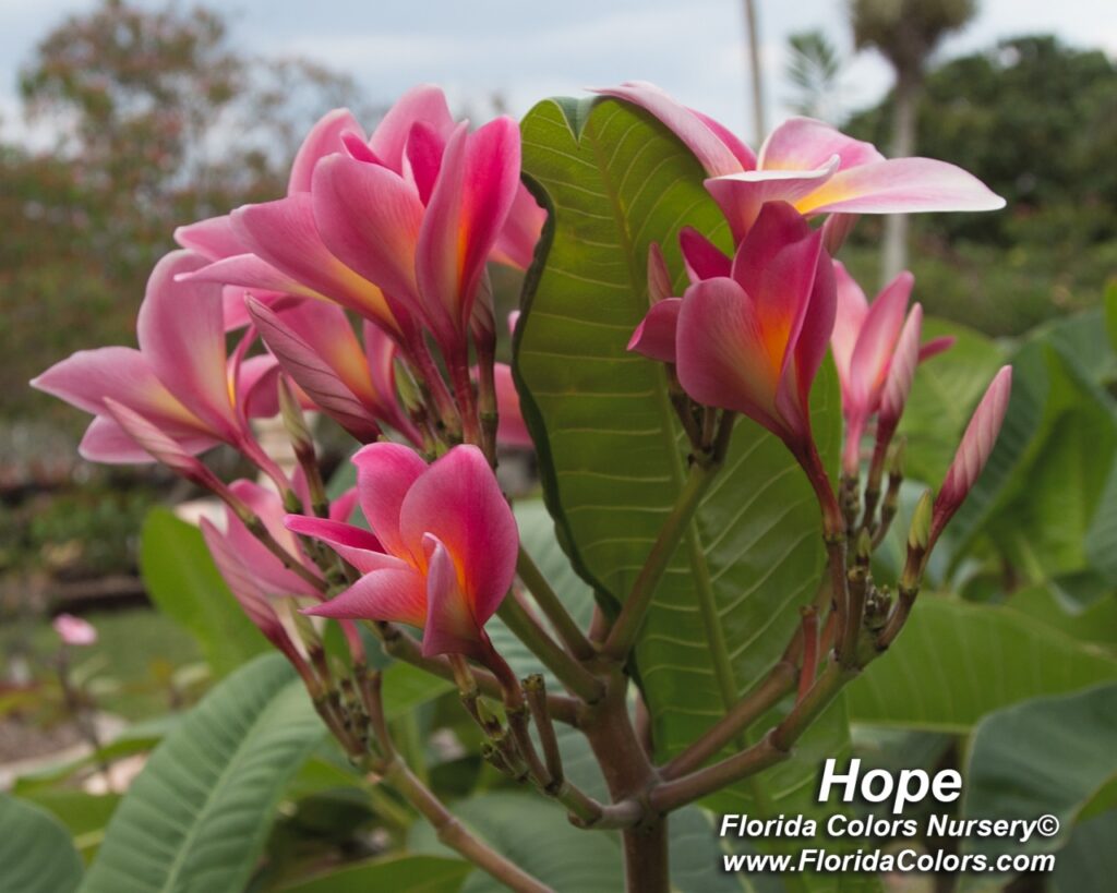 Hope plumeria photo