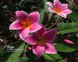 Hope plumeria flower photographed by Tex Norwood