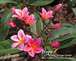 Hope plumeria inflorescence photographed by Tex Norwood