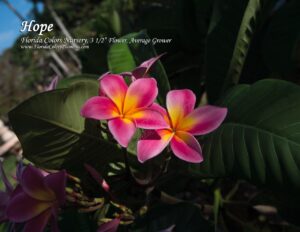Hope plumeria flower photographed by Tex Norwood