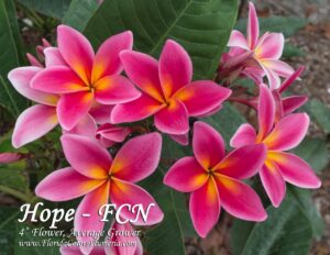 Hope plumeria inflorescence photographed by Tex Norwood