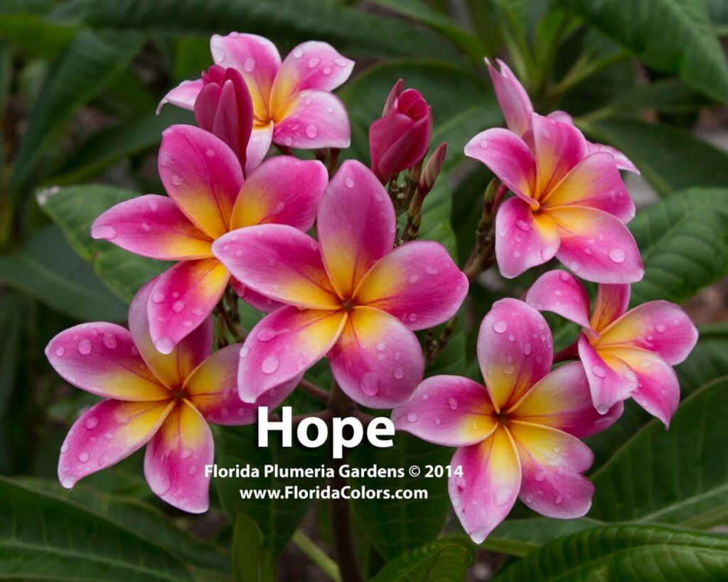 Hope plumeria photo