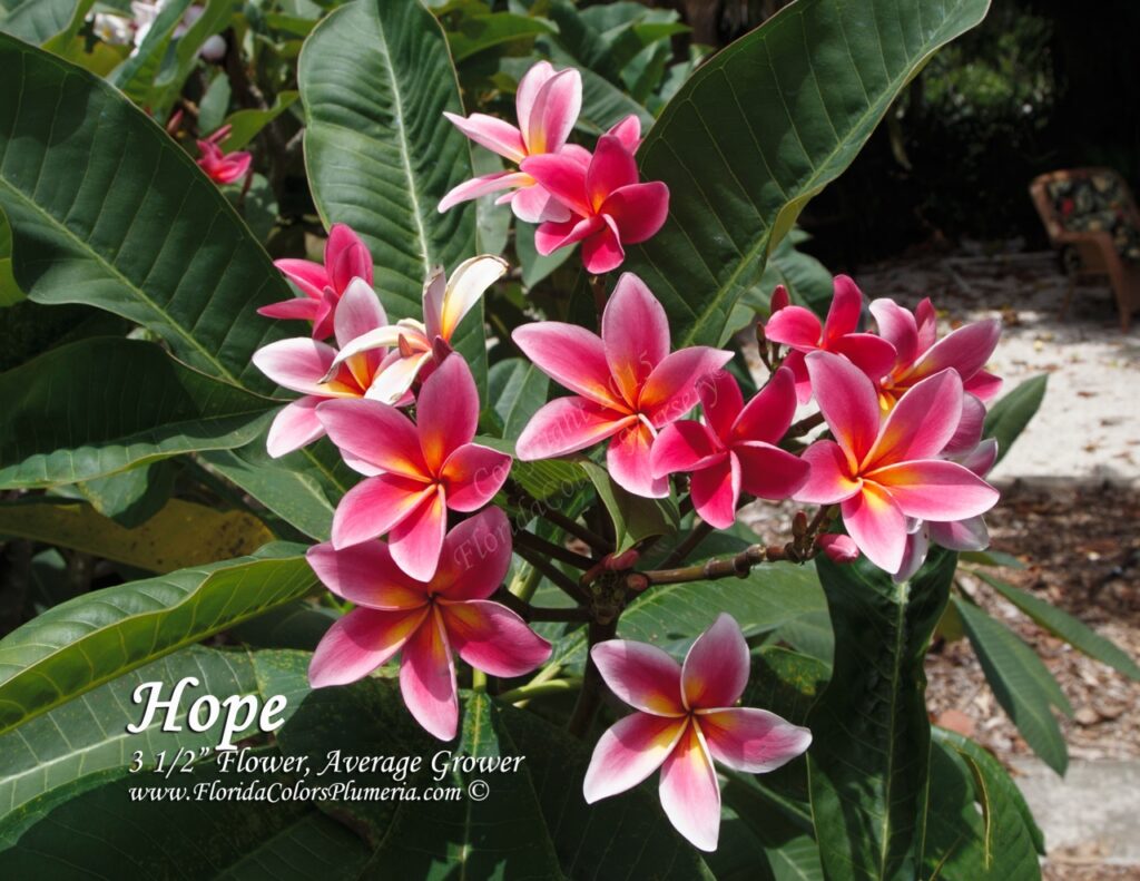 Hope plumeria photo