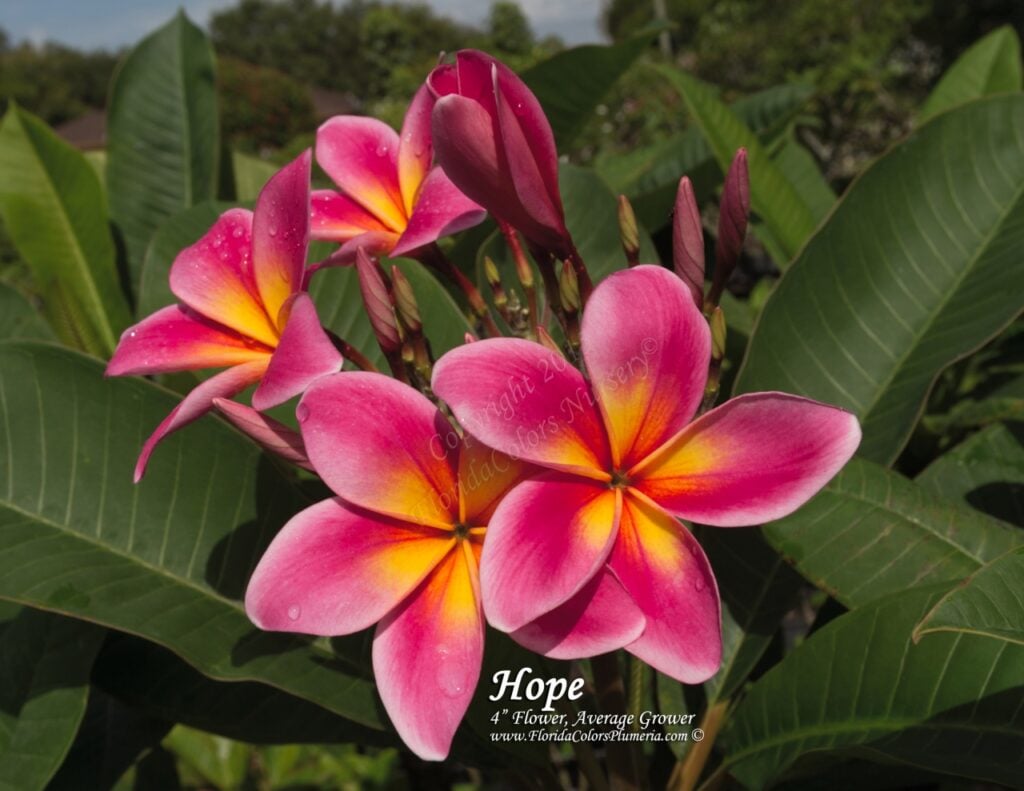 Hope plumeria photo