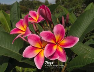 Hope plumeria flower photographed by Tex Norwood