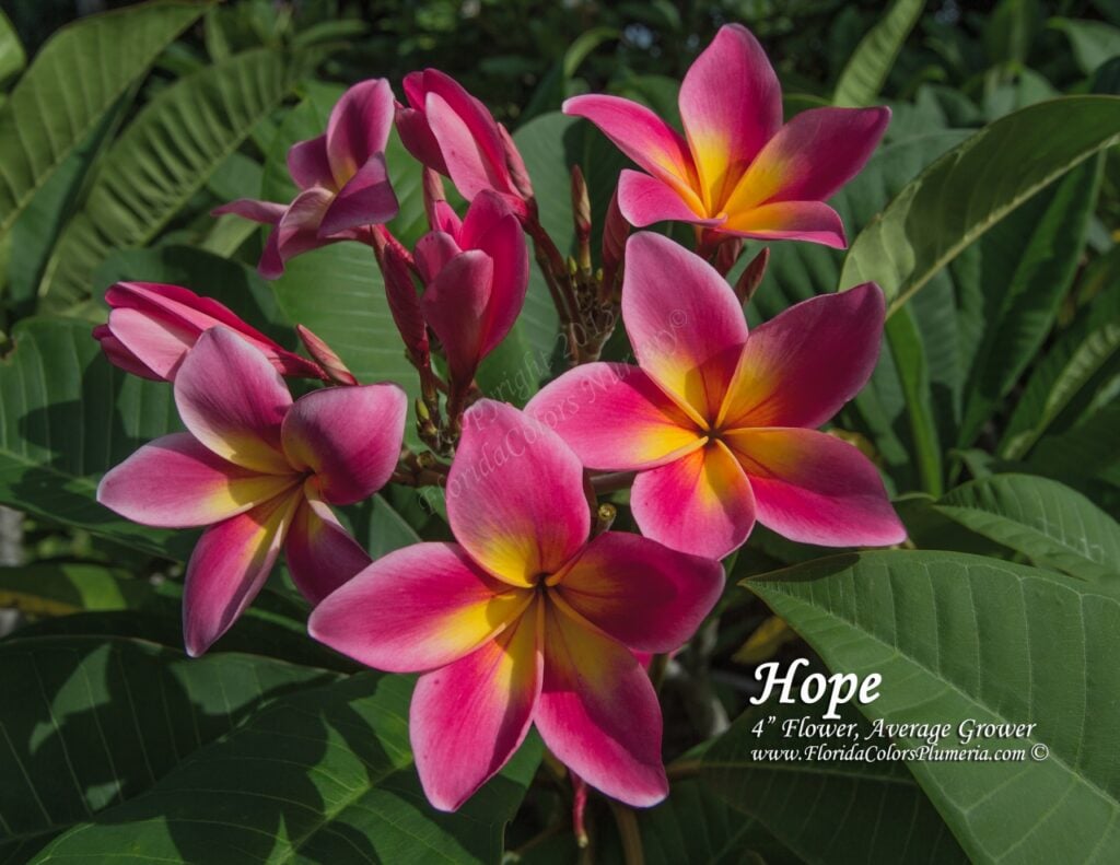 Hope plumeria photo