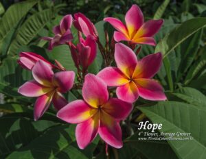 Hope plumeria inflorescence photographed by Tex Norwood