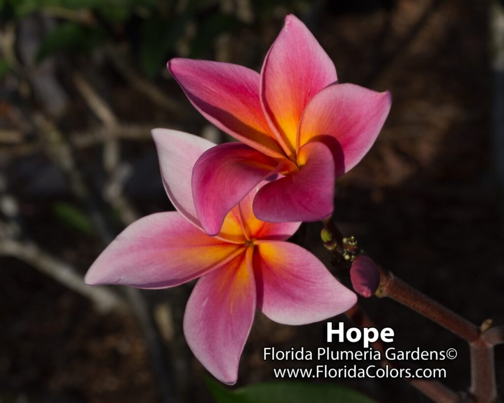 Hope plumeria photo