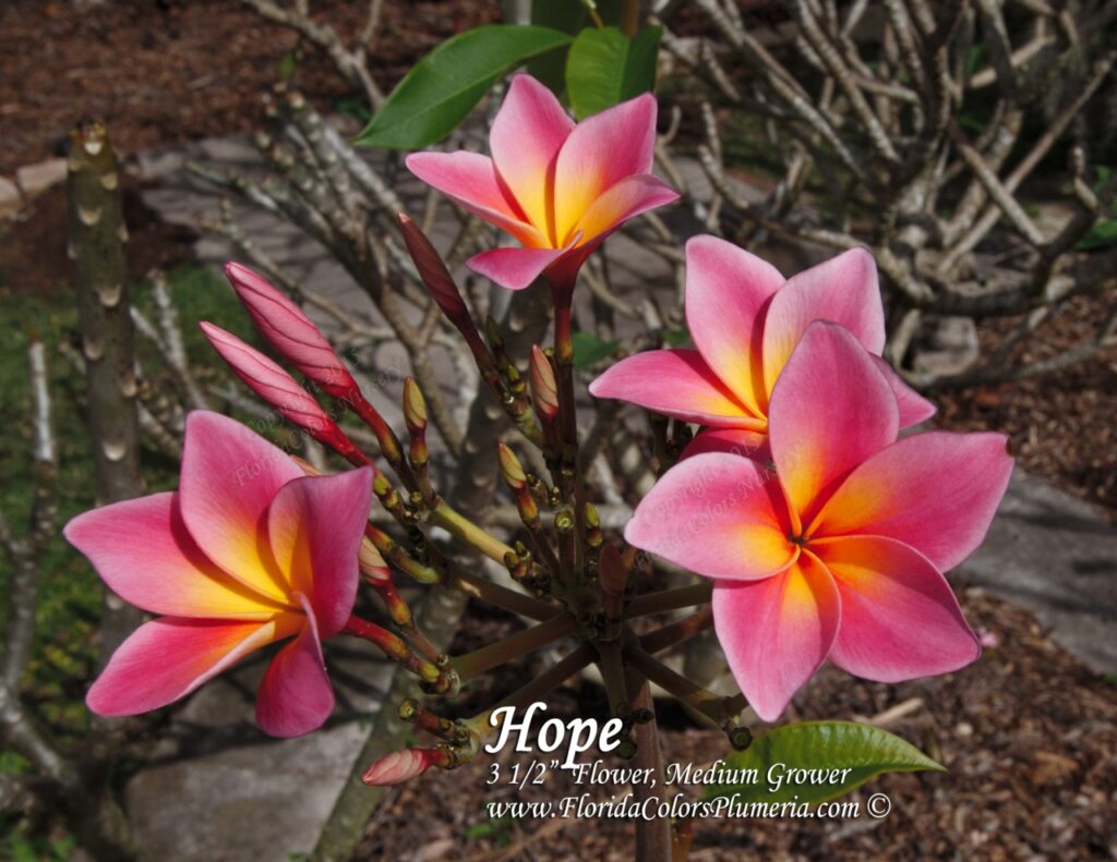 Hope plumeria photo