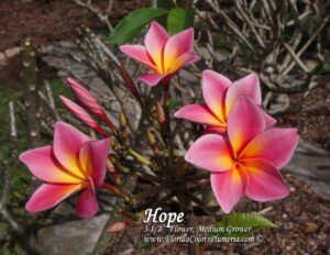 Hope plumeria flower photographed by Tex Norwood