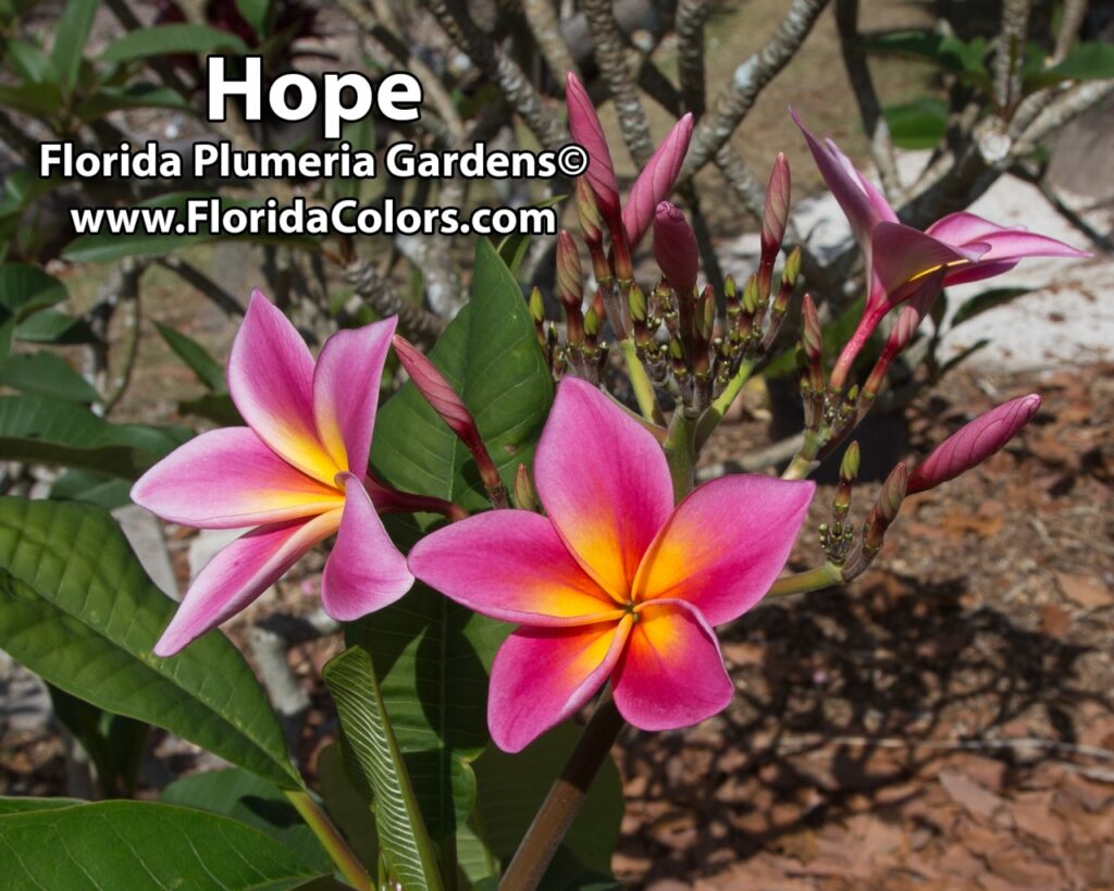 Hope plumeria photo