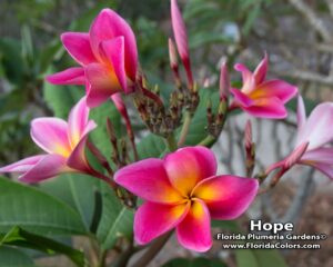 Hope plumeria inflorescence photographed by Tex Norwood