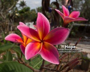 Hope plumeria