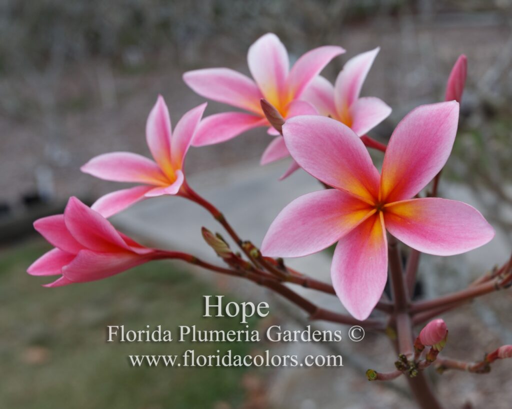 Hope plumeria photo