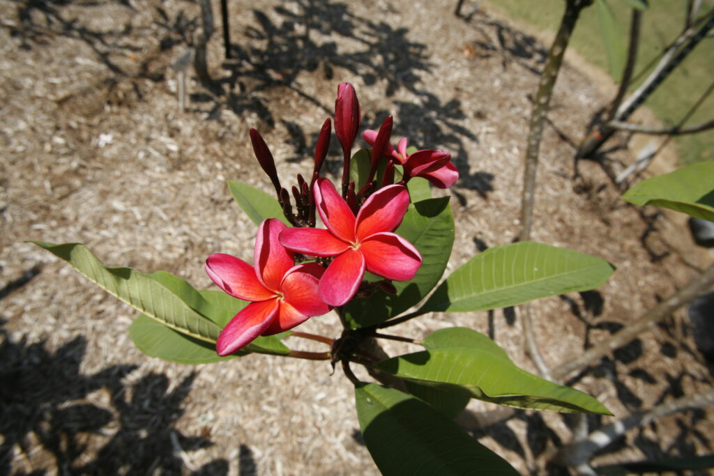 Hot Embers plumeria photo