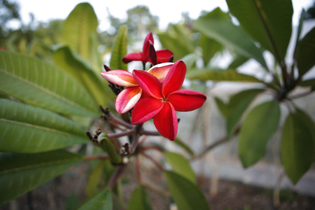 Hot Embers plumeria photo