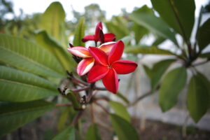 Hot Embers plumeria photo