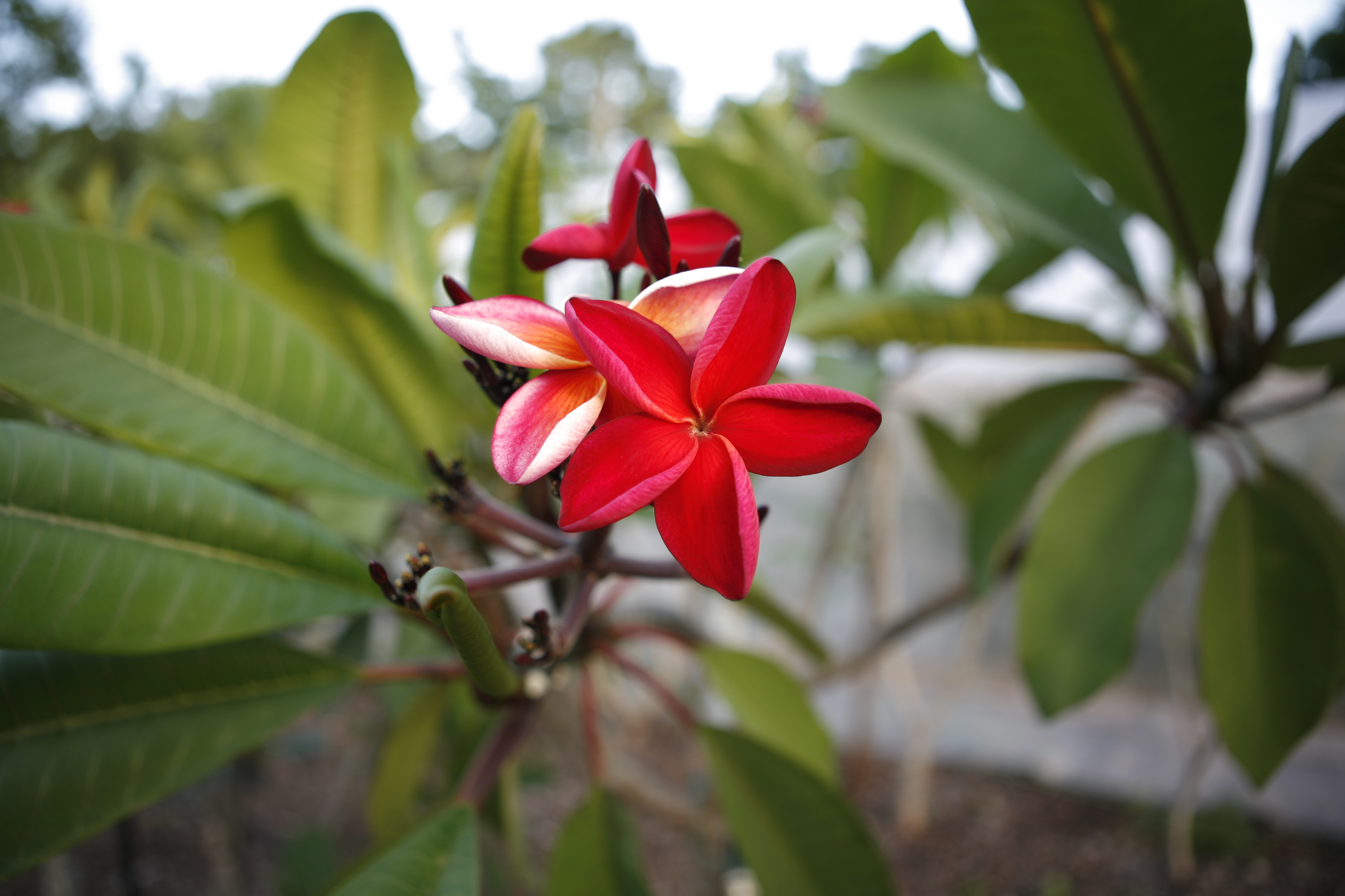 Hot Embers plumeria photo