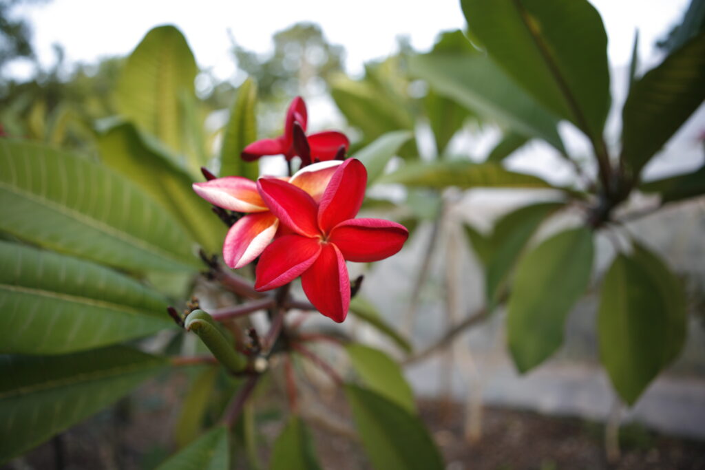 Hot Embers plumeria photo
