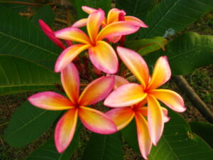 Richard&rsquo;s Star plumeria
