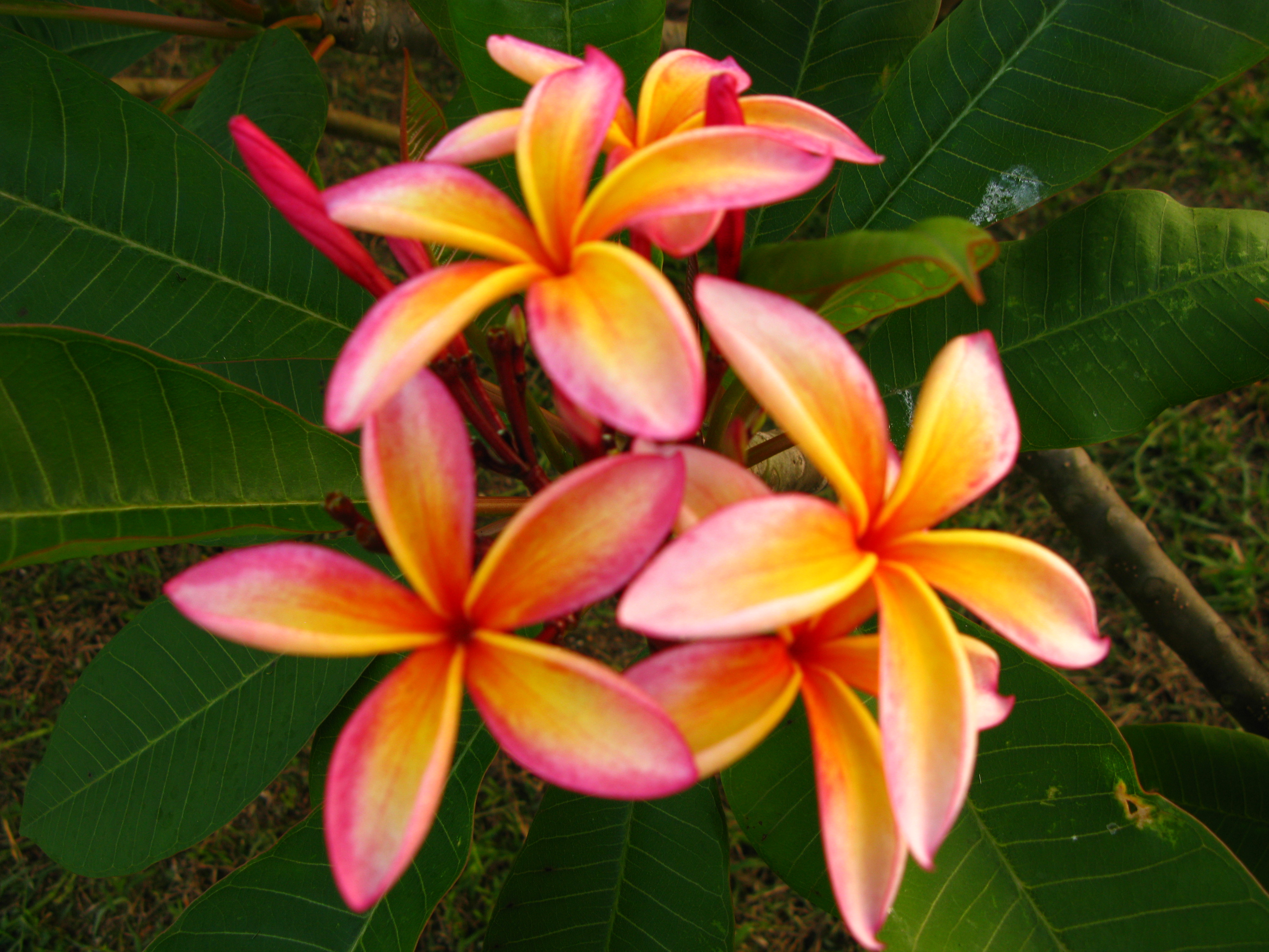 Richard’s Star plumeria photo