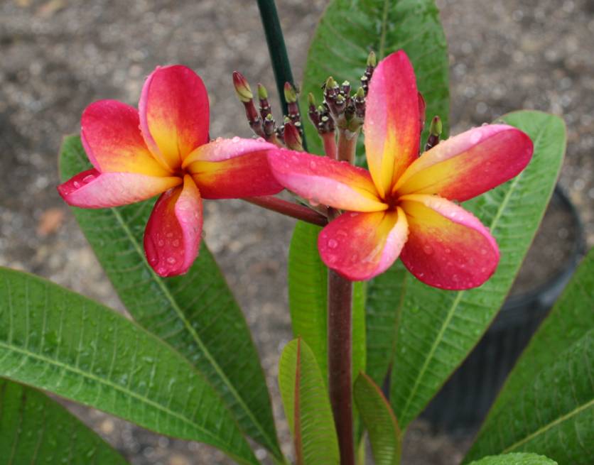 Kaneohe Sunrise plumeria photo