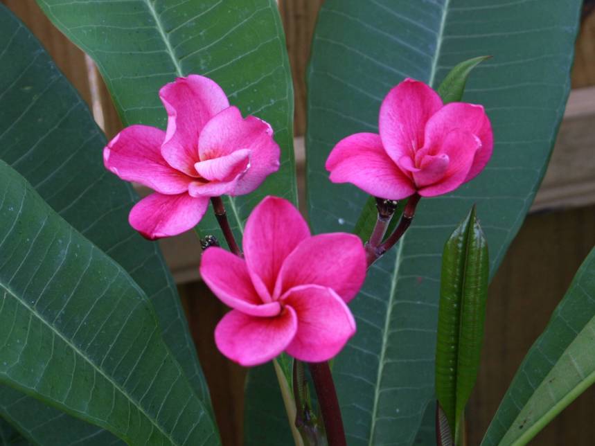 Grove Farm plumeria photo
