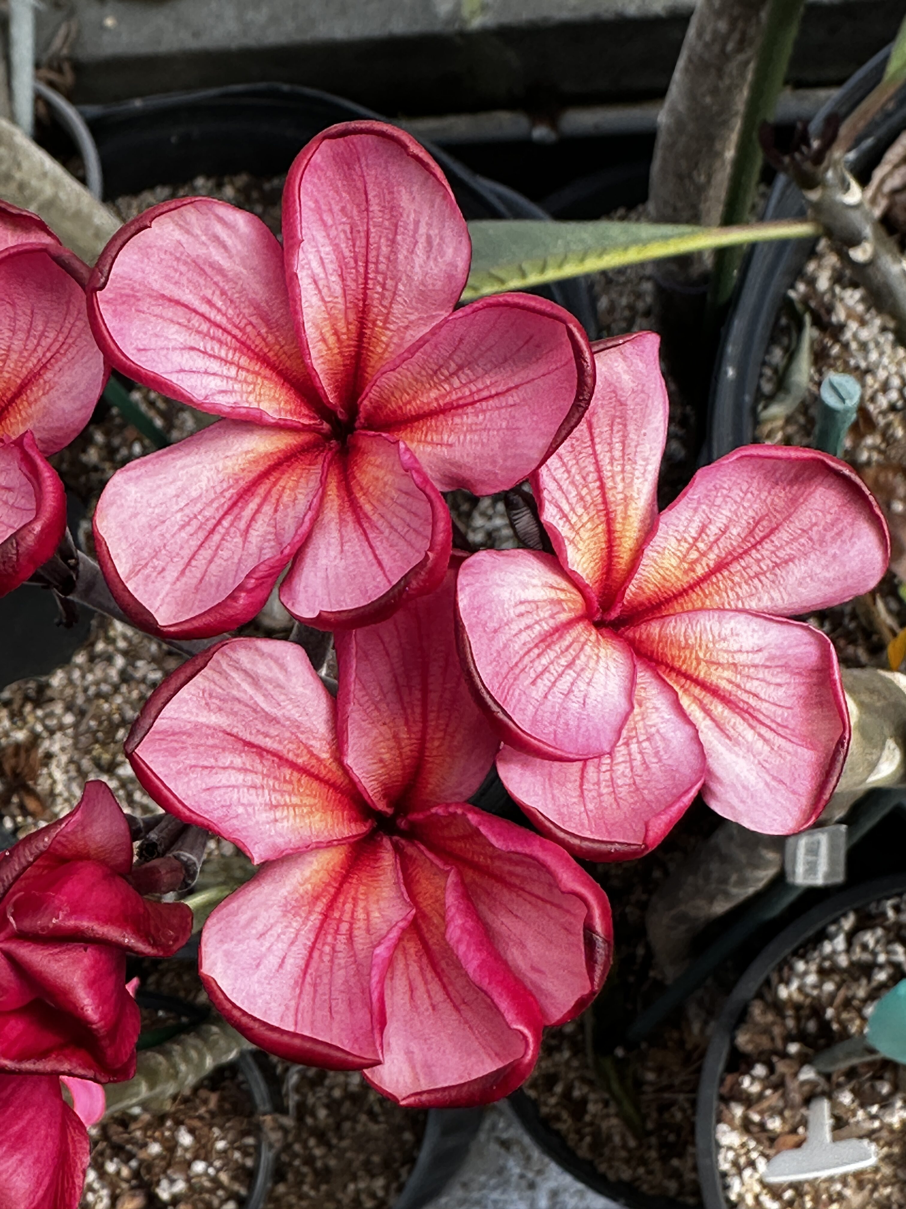 Cherry Bomb plumeria photo