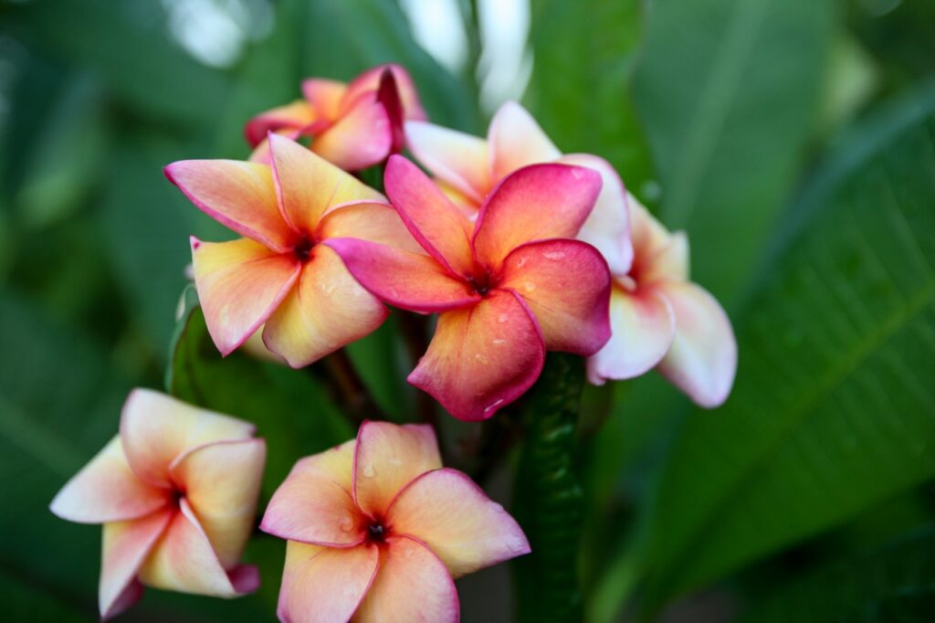 Fletch plumeria photo