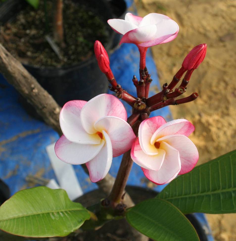 J.L. Pink Pansy plumeria photo