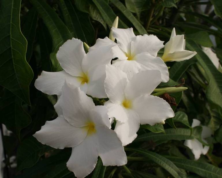P. Pudica plumeria photo