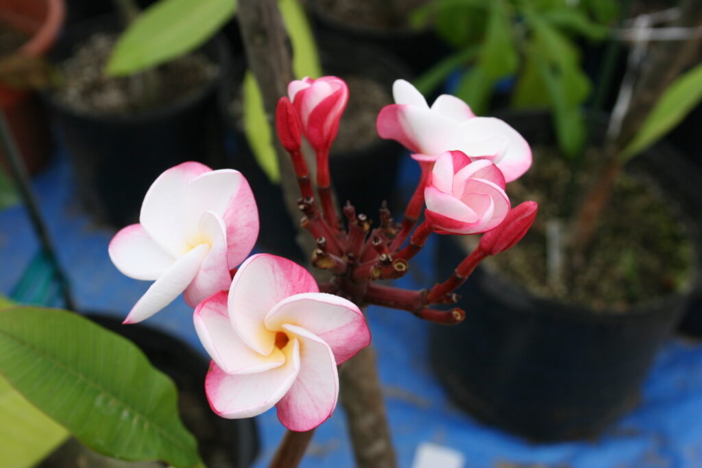 J.L. Pink Pansy plumeria photo