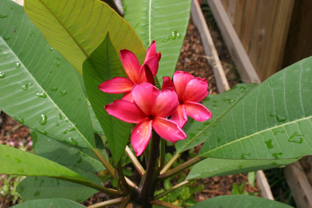 Kaneohe Sunburst plumeria photo