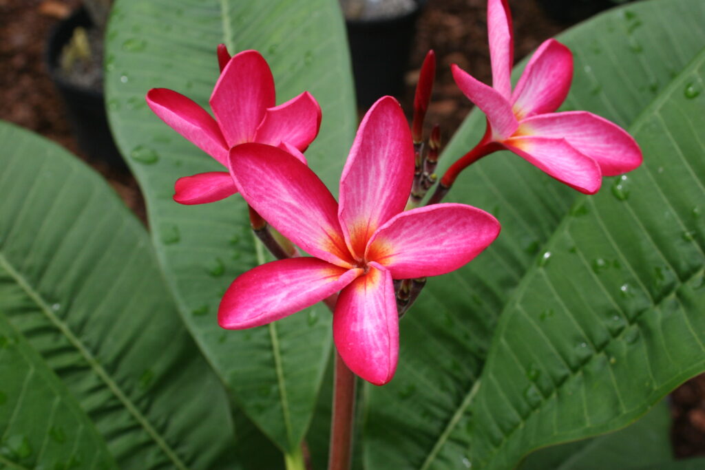 Emerson’s Pink Nova plumeria photo